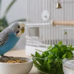 Волнистый попугай рядом с кормом и зеленью