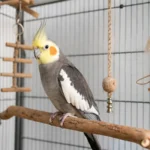 Корелла спокойно сидит на жердочке рядом с клеткой